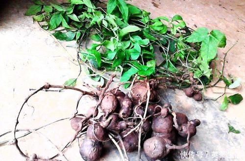 淋巴细胞|这种野草被称为“天然抗生素”,居然还能治这些病,属于极品