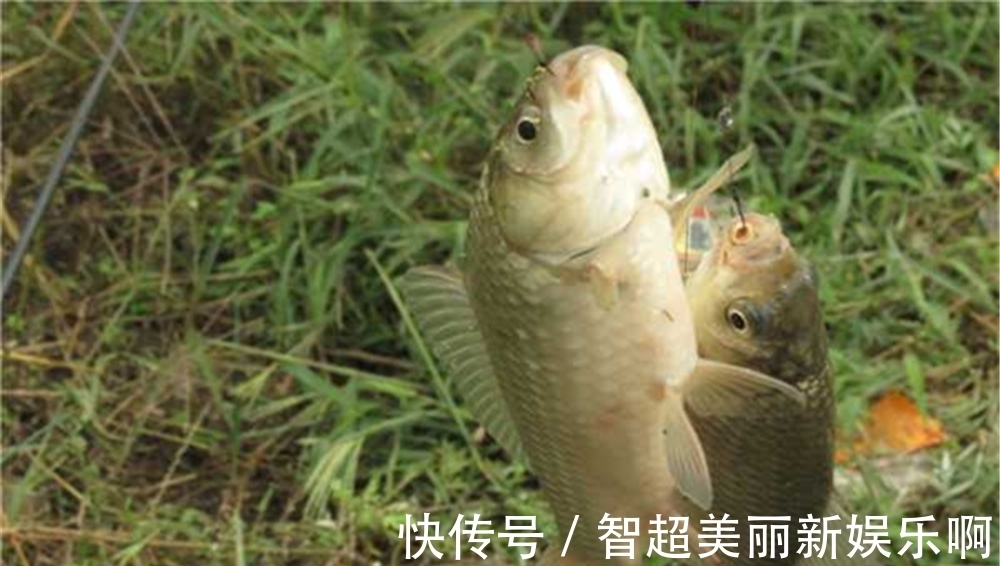 谷物类|野钓鲫鱼,用什么饵料最好?鲫鱼的品种不同,喜欢的食物也不同!