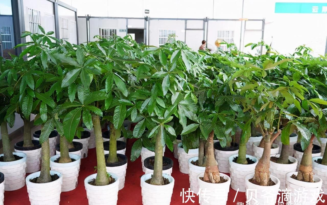 喜欢养花也不要忽视绿植的作用，室内选择这4种绿植养，美观大气