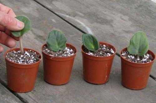 家里有着6种花赚了!自己在家扦插,不花钱轻松变出好几盆