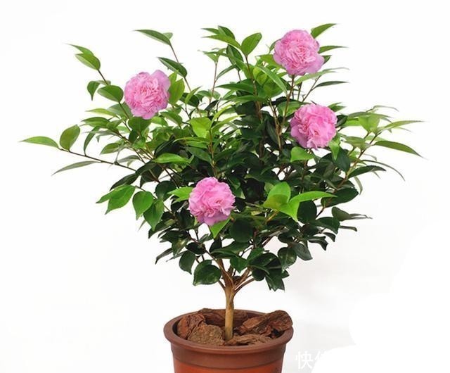 茶花|都说杜鹃、茶花难养,其实问题就三点,做好了常年长得好开花多