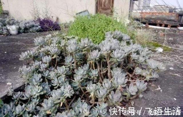 群生|多肉植物冬美人不休眠、可露养,2年就能养成群生的大老桩