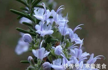 茉莉花|养花就养此“香水花”,比栀子花香,比茉莉花好看,花开200天