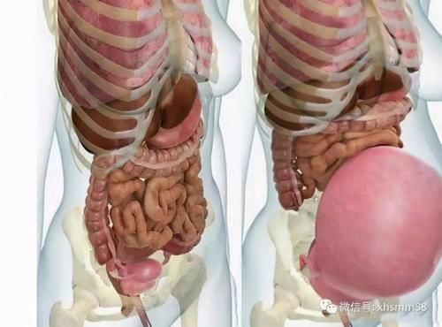 内脏|女人怀孕后肚子越来越大,内脏去哪了?一张图让你理解母亲的牺牲