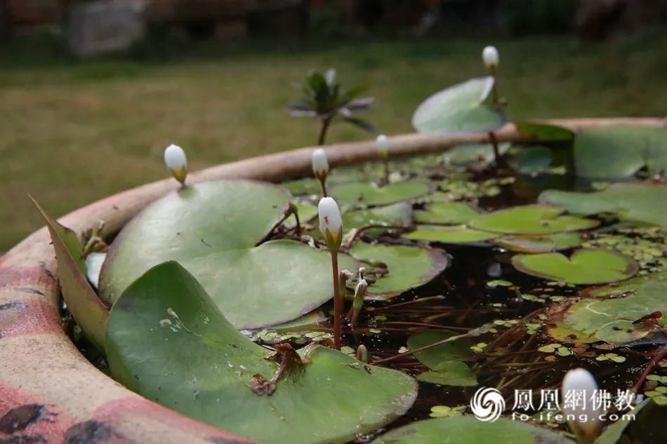  体弘法师|为了建庙，法师差点没了一条腿