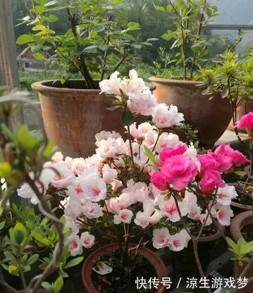 新买的杜鹃,记住4点,不黄叶不落叶,盆盆都能开爆