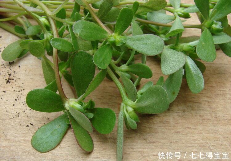 痢疾|马齿苋农民称“长寿菜”，药用价值太大了，好多人不知道也不认识