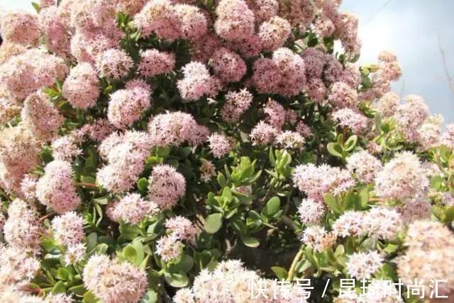 极难养死的4种花,太省心,丢阳台不管,轻松长爆盆