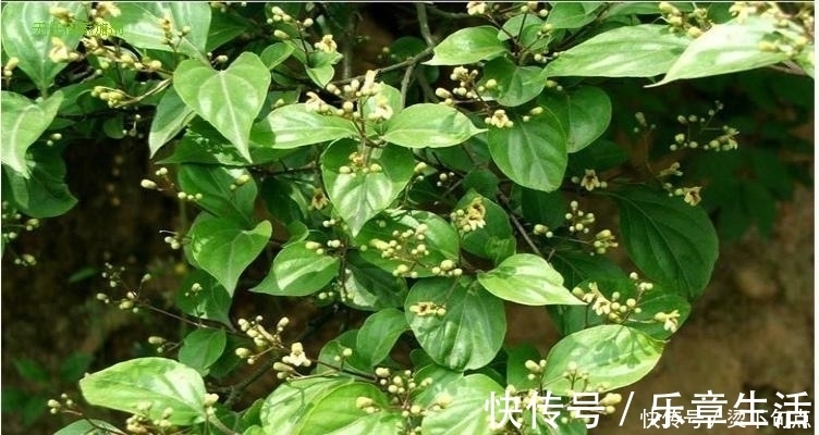 用树叶做的豆腐,只有农村人才会,你有见过么?