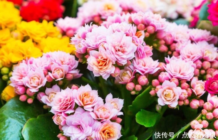 5种花适合夏天养,开花爆盆花期长,繁花似锦,花色美轮美奂