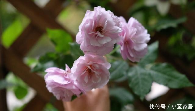 月季花|手把手教你月季花后促笋的方法