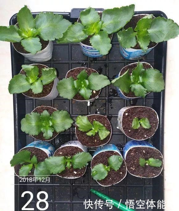 长寿花扦插8大步骤，一盆变十盆，超轻松！长寿花扦插8大步骤，一盆变十盆，超轻松！