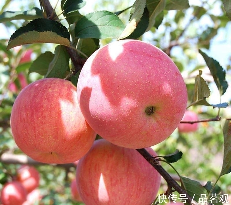 院子里不要乱种树,这6种树不仅能添福旺宅,还能招财纳福