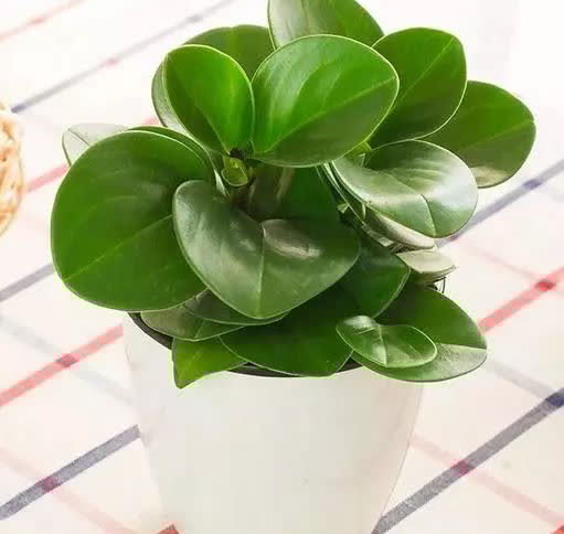 这6种花,越阴凉长得越旺,叶子绿得能冒油!