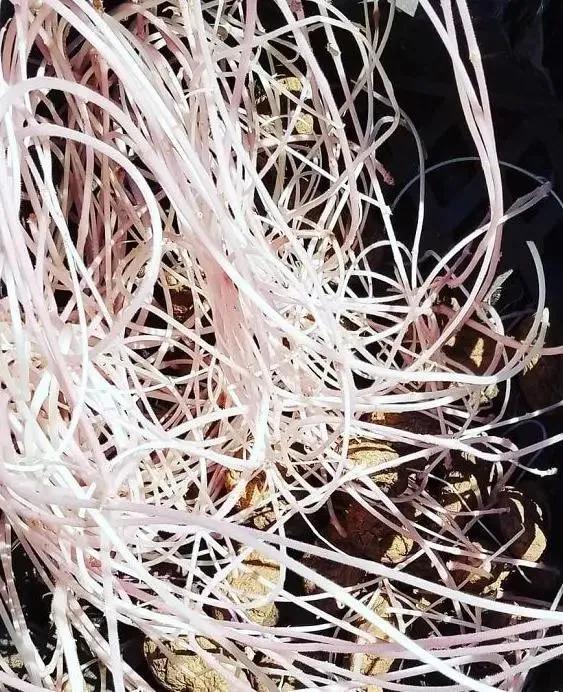 生物|土豆发芽有多恐怖!26张照片告诉你,它才是这个星球最神奇生物