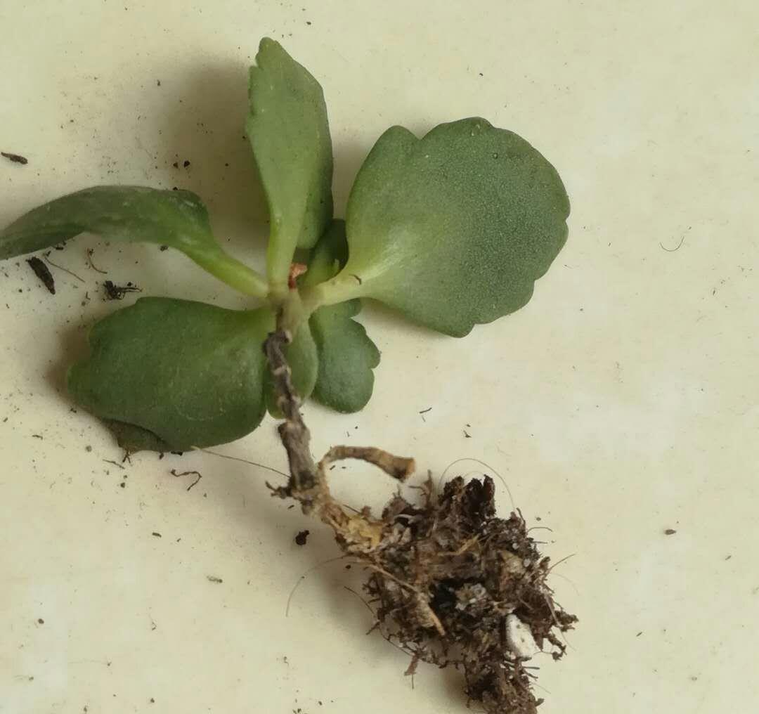 关于长寿花过夏和老桩开花的问题,有些话不吐不快