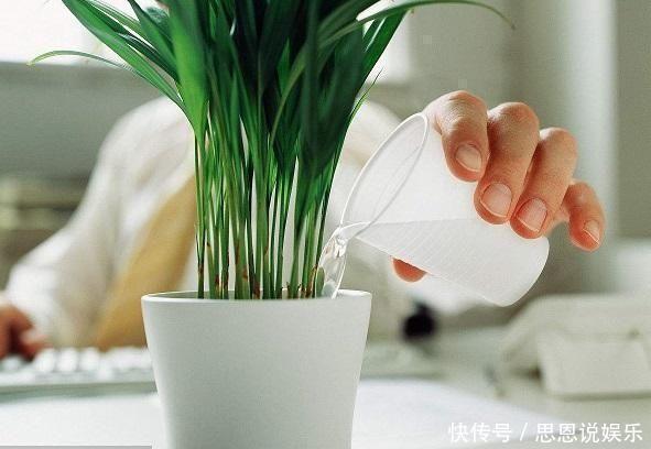 缺铁性黄叶|天热了,1壶水2片药,制成“药水”浇花,盆栽叶子绿、开花多