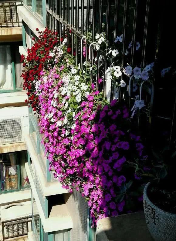 “识货人”都养4种花，打理简单，花期长，开花超漂亮