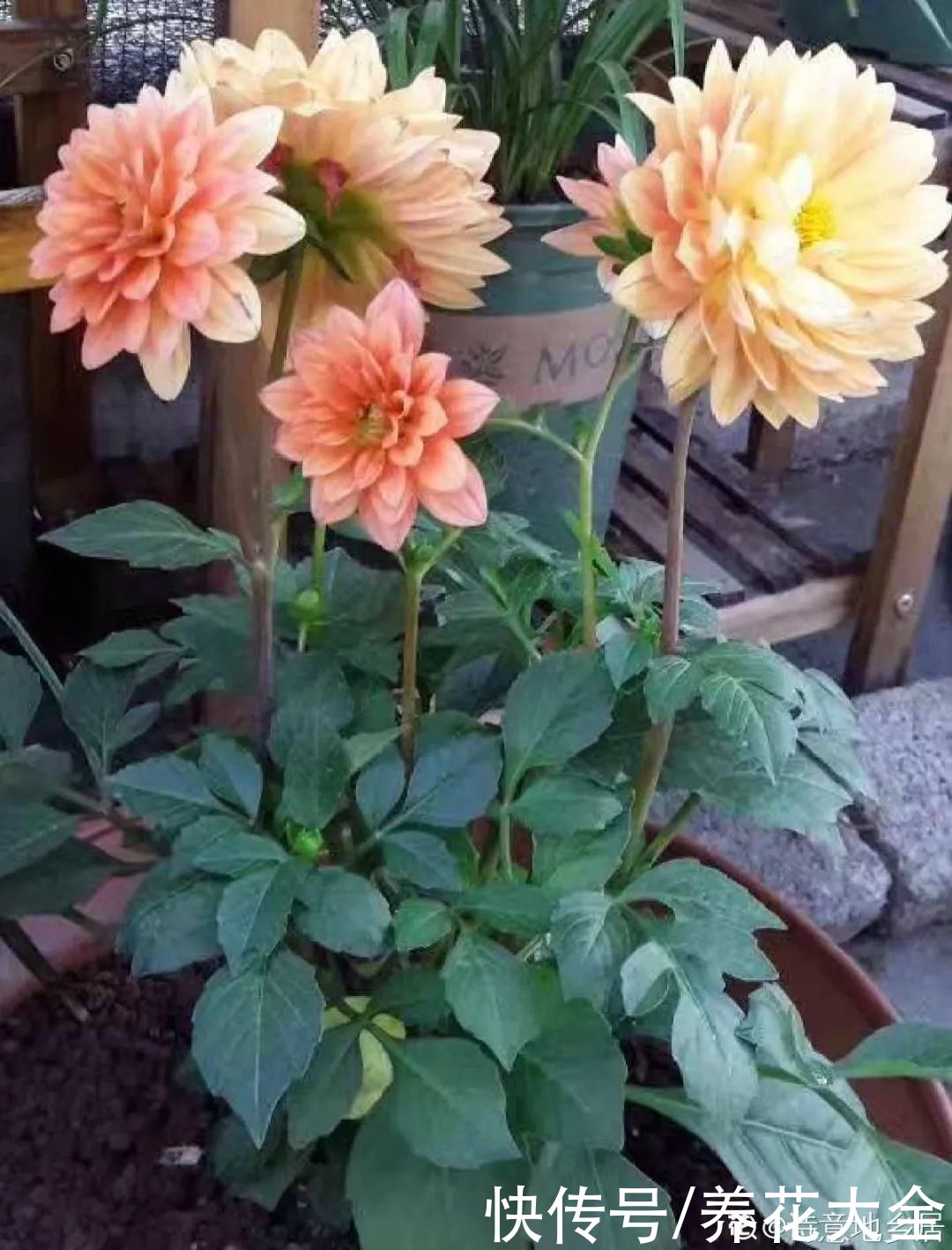 9种花是富贵命，必须大盆养，小盆养会憋死