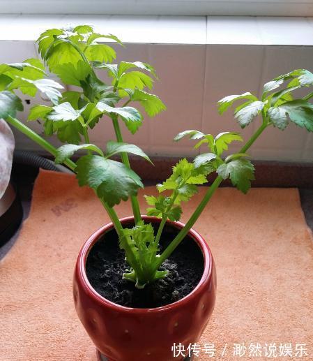 这5种菜留好根，放在水培瓶里，没几天长出小盆栽叶子还能吃