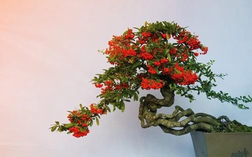 树桩盆景枝条，简单有效的几种造型方法