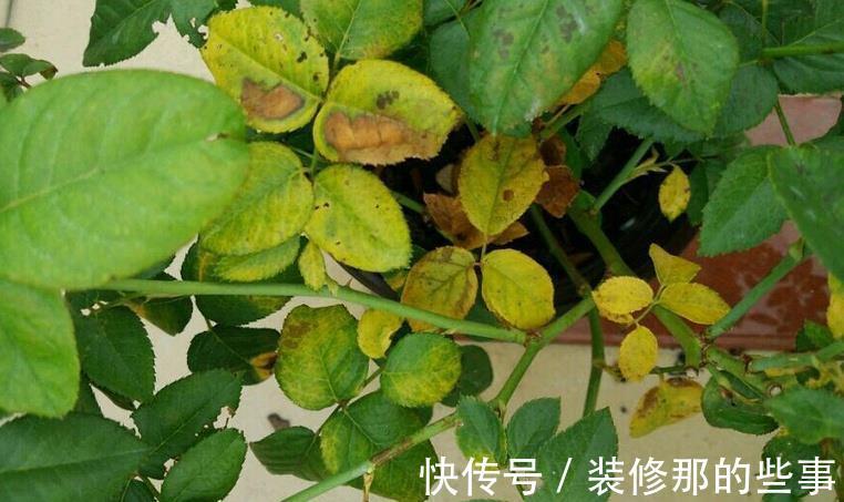 黄叶|月季大量黄叶，甚至变成了光杆，怎么办