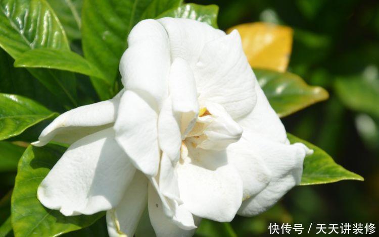 颜值超高|颜值超高的几种花卉，个个美的出奇，绚丽多彩