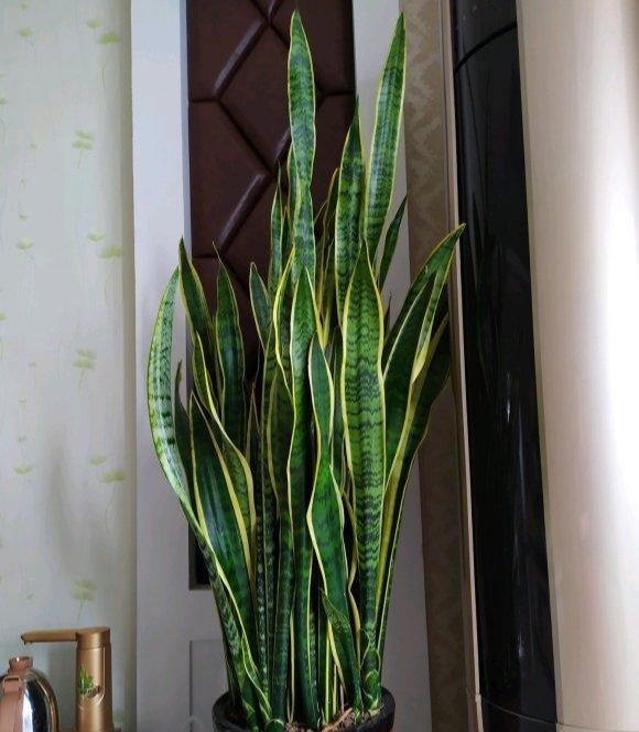 虎皮兰春天砍几下,分出几个娃,个个肥壮,一年窜到1米8