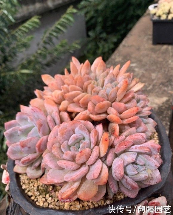 秋天适合养多肉，搬到院子里，早起撒撒水，轻松养出好状态