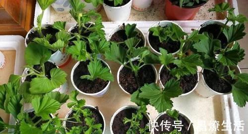 别只用阿司匹林,“扦插”用上这“3药粉”,7天“白根”肥又壮