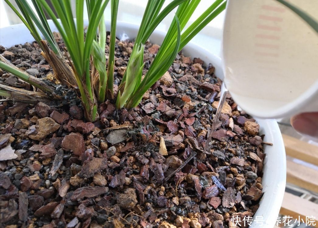 养兰花浇水很关键,记住几个浇水技巧,兰株不烂根不空根