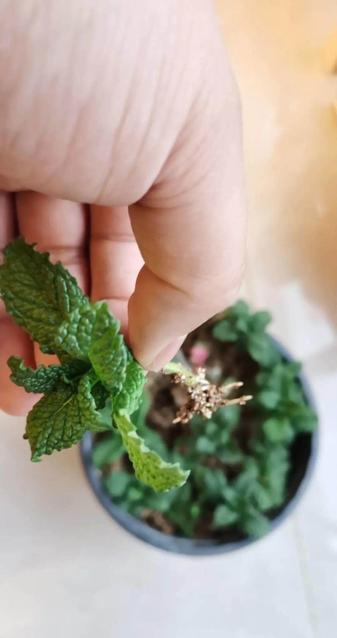 8种花夏天太容易死,现在赶紧扦插,死了也不心疼