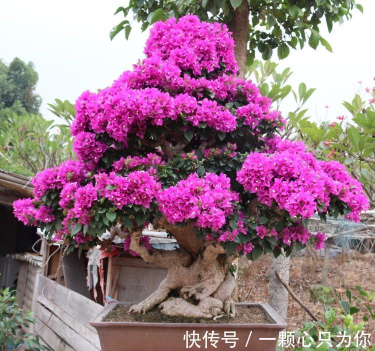 公认好养的5种花，能活一百年，开花吉利带仙气，越养越值钱