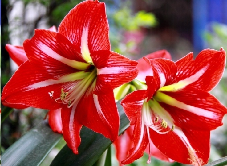 风信子|这18种超级好养的植物，养花新手也能养的很好!