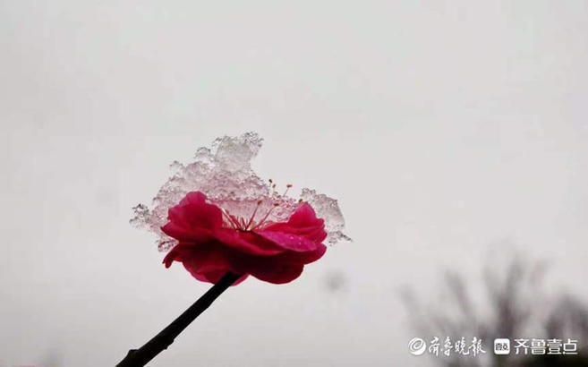 章丘今天早上的小东山公园，雪压梅枝头