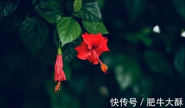 情意绵绵|良缘降临，不再辜负，牵手永不分，重修旧好，情意绵绵