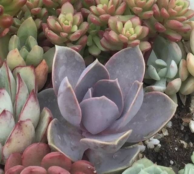 想要阳台美美的,那么就来做一个多肉阳台党吧