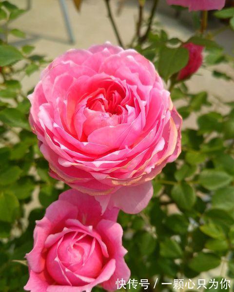 爱丽丝|最值得入手的月季,铃之妖精