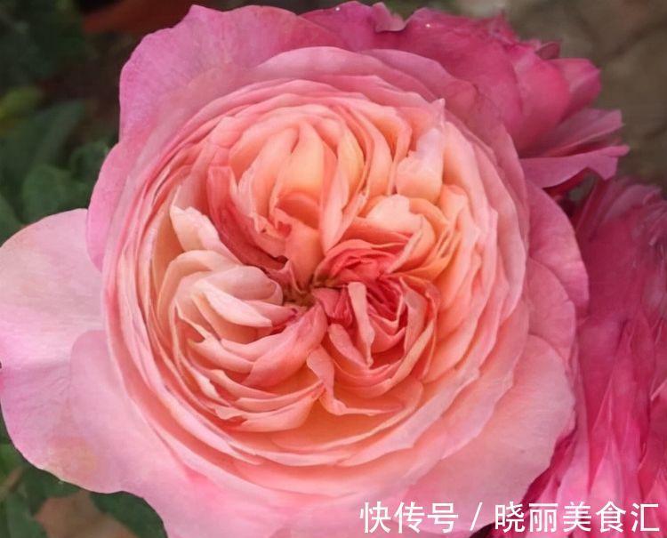 农历十月初二霜降后,养什么花?以下3种花,端庄喜庆红红火火