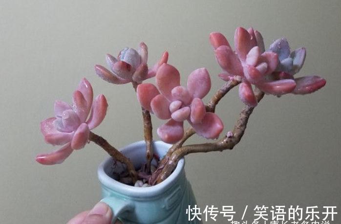 多肉冬美人冬天施肥?也可以,但用肥有讲究,不然会变“冬霉人”