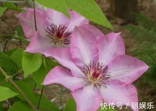 花大色|特别容易爆盆的植物,家养一盆花期长,花苞突突冒,花大色艳