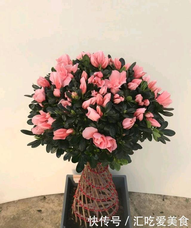 酸碱度|三角梅山茶杜鹃不开花,黄叶多,多用2种水,花勤量大,叶子绿