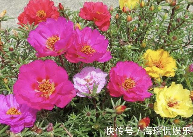 花卉|夏天还买花5种花枝条“折1根”,扔花盆里,萌发“小根系”