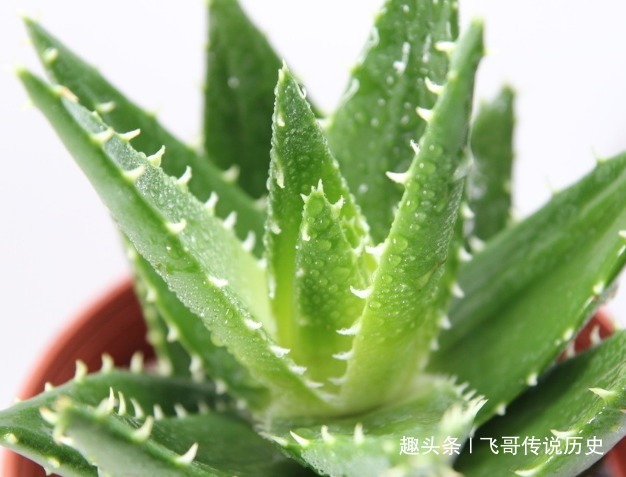 此花叶子像是一把宝剑，宛如少女晶莹剔透的皮肤，寓意着自卑的爱