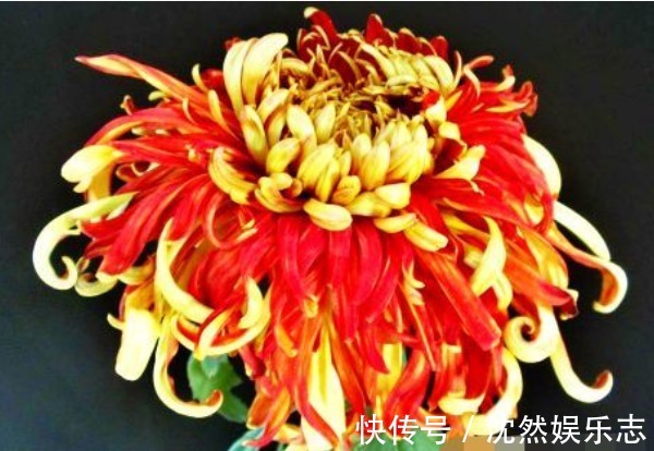 夕阳|喜欢菊花,就养盆“珍稀名菊”唐宇霞辉,似夕阳霞光,温和而秀丽