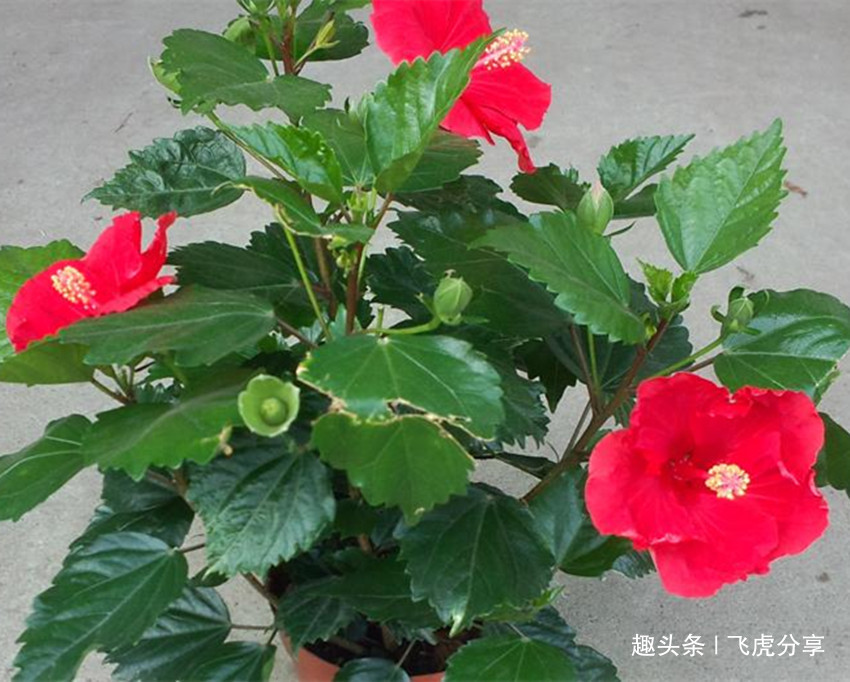 新买回来的花卉要想把它养好，按三个方法去做，不然难养活