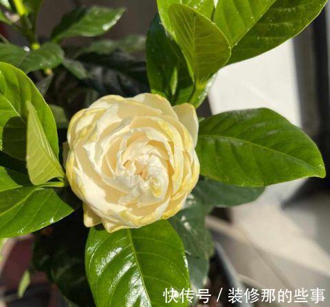 栀子花|夏天,这五种花多浇水,叶绿肥大,长势很良好