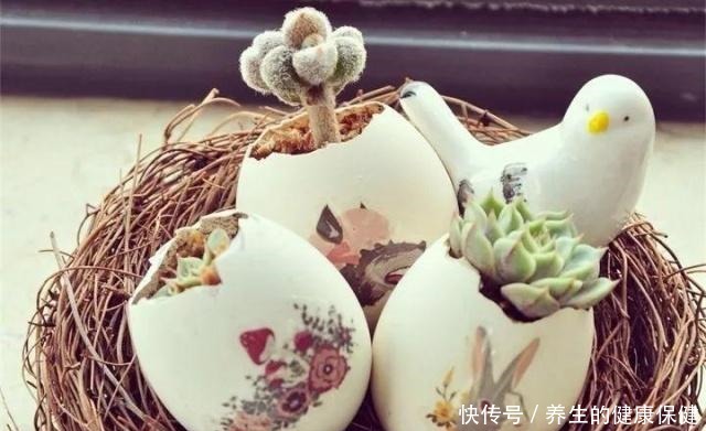 多肉花盆年年买不如换成这种,省钱又实用!多肉花盆年年买不如换成这种,省钱又实用!