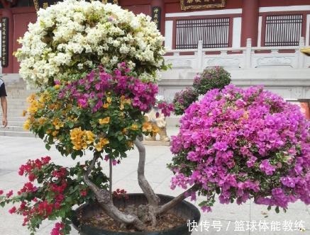 一棵三角梅,想开出五颜六色的花,此“方法”最靠谱,2分钟学会!
