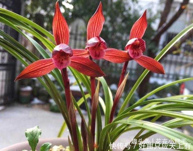 醉红素|提醒大家见到此兰花,别犹豫,因为它能香整条街,非常好养易活
